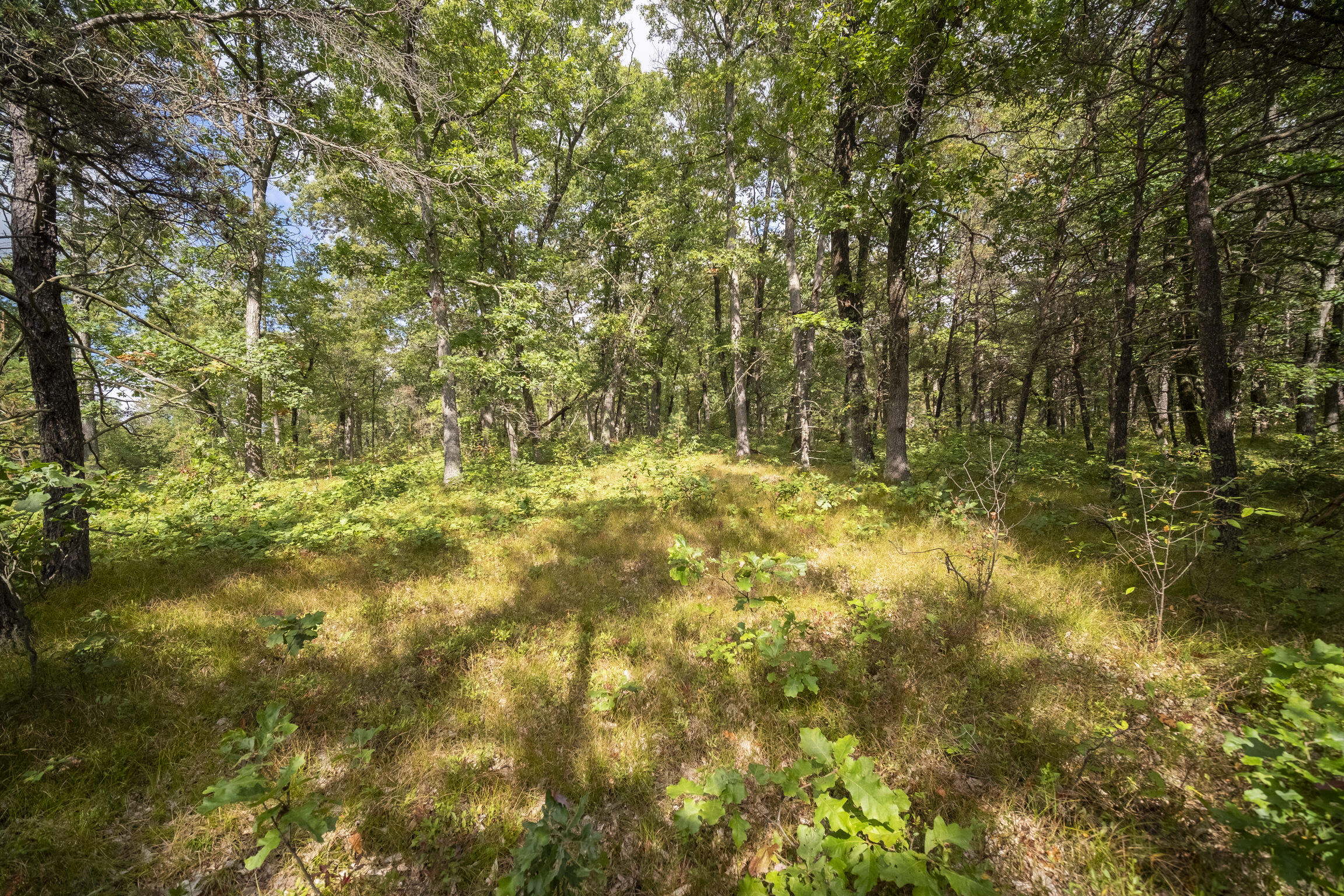 (10 Acres) Rybicki Road