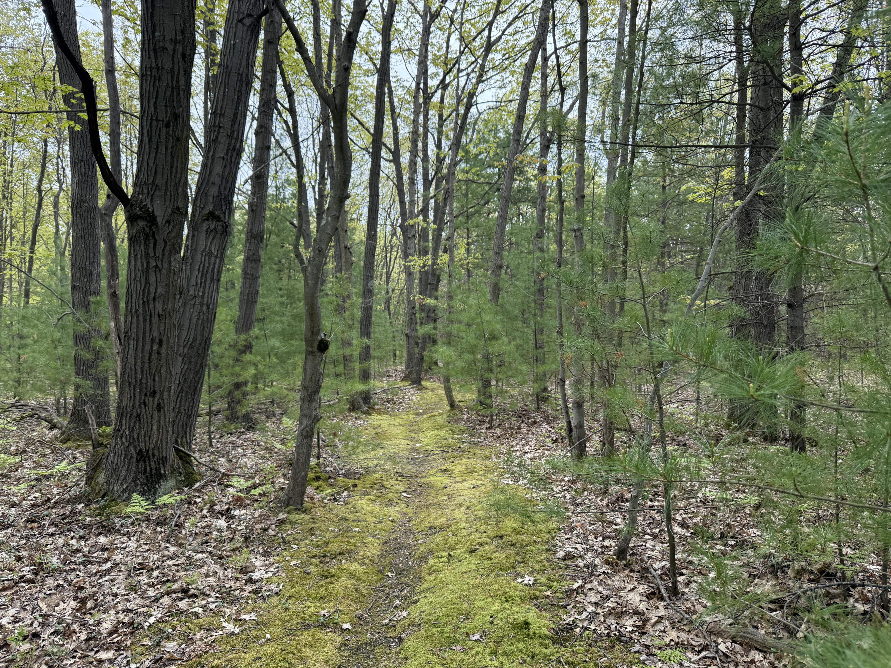 V/L Critter Trail Parcel C