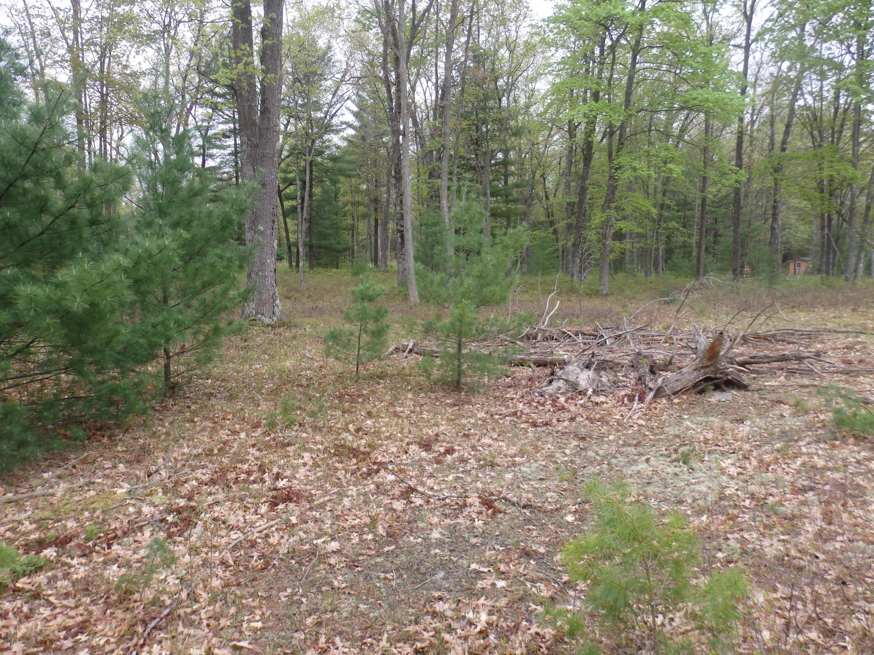Hardwood Drive