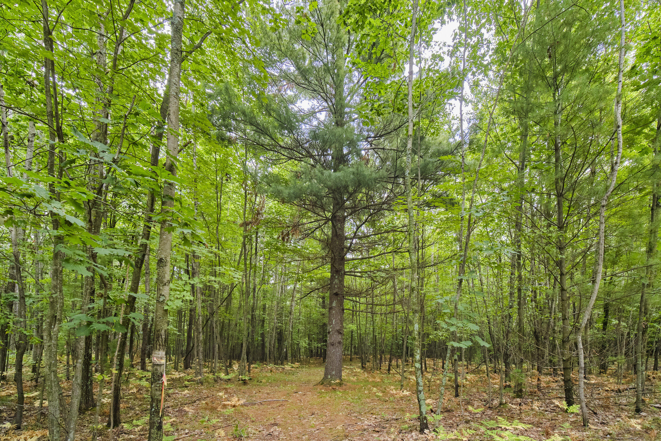 8089 Hunter's Ridge Trail