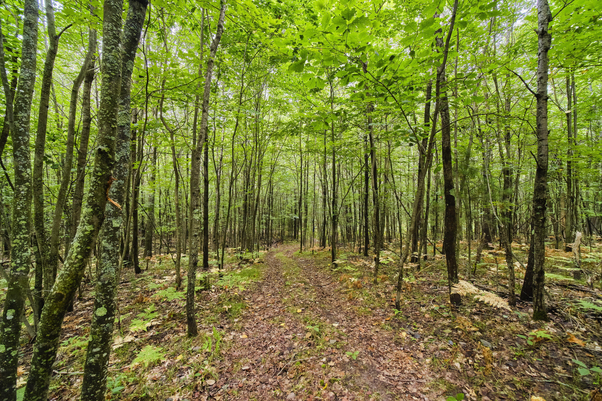 8089 Hunter's Ridge Trail