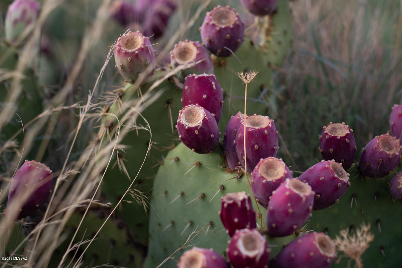 20 Ac W Oro Creek Drive Unit: 0