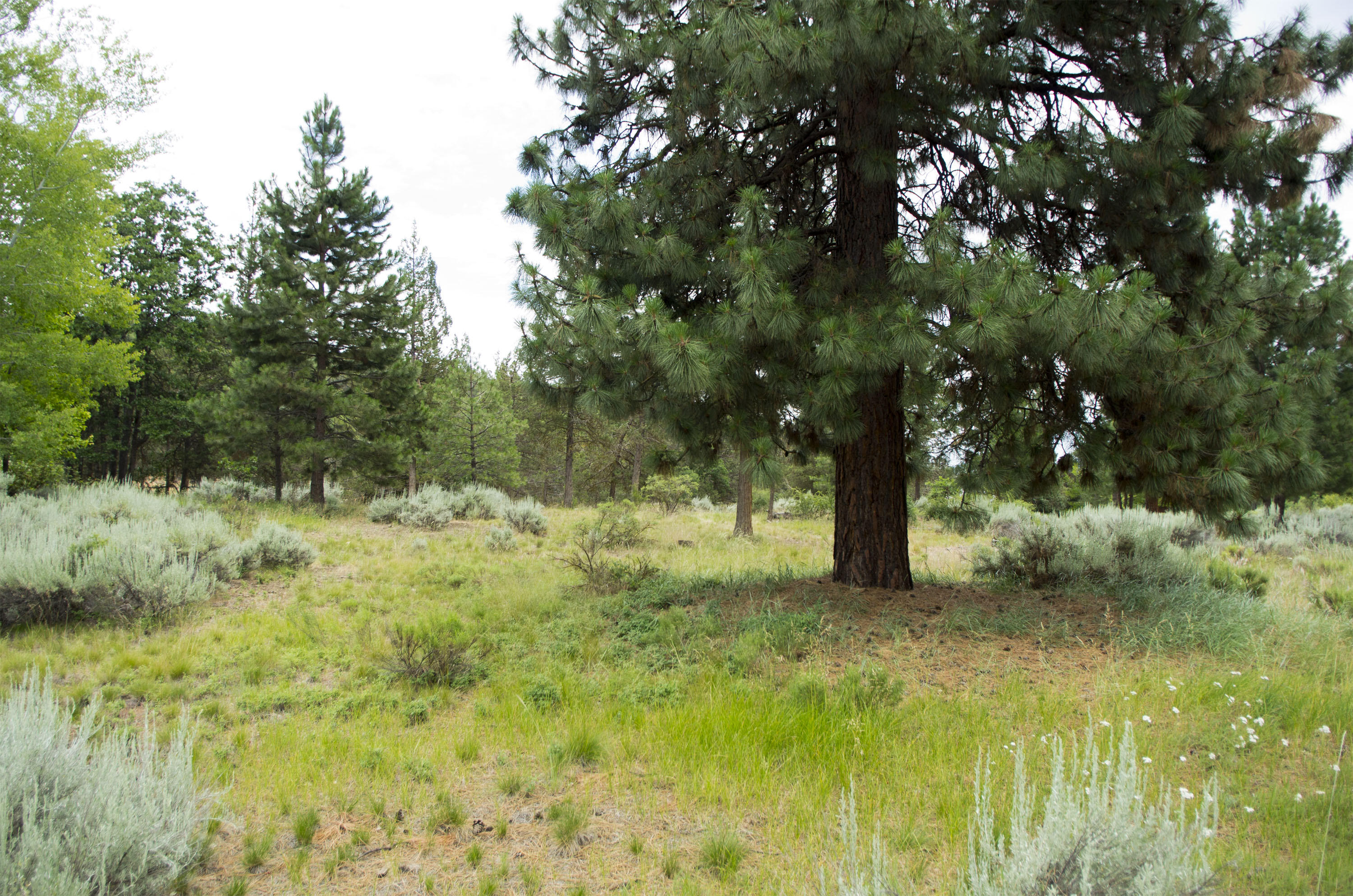 Murrelet Rd Lot 727