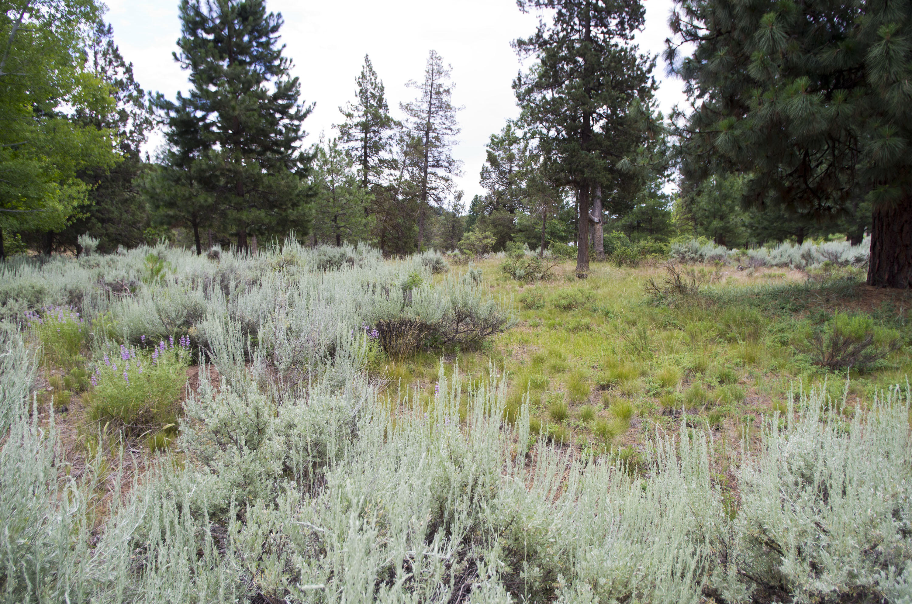 Murrelet Rd Lot 727