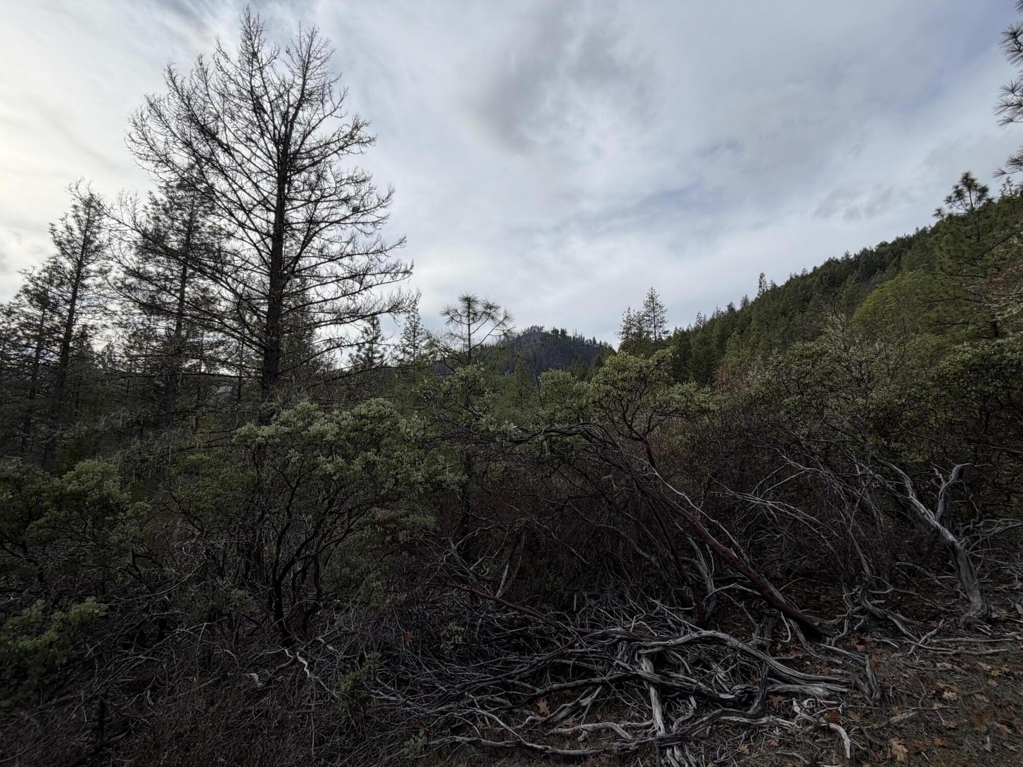 Wooded vacant land with dense brush and forested hills in the distance.