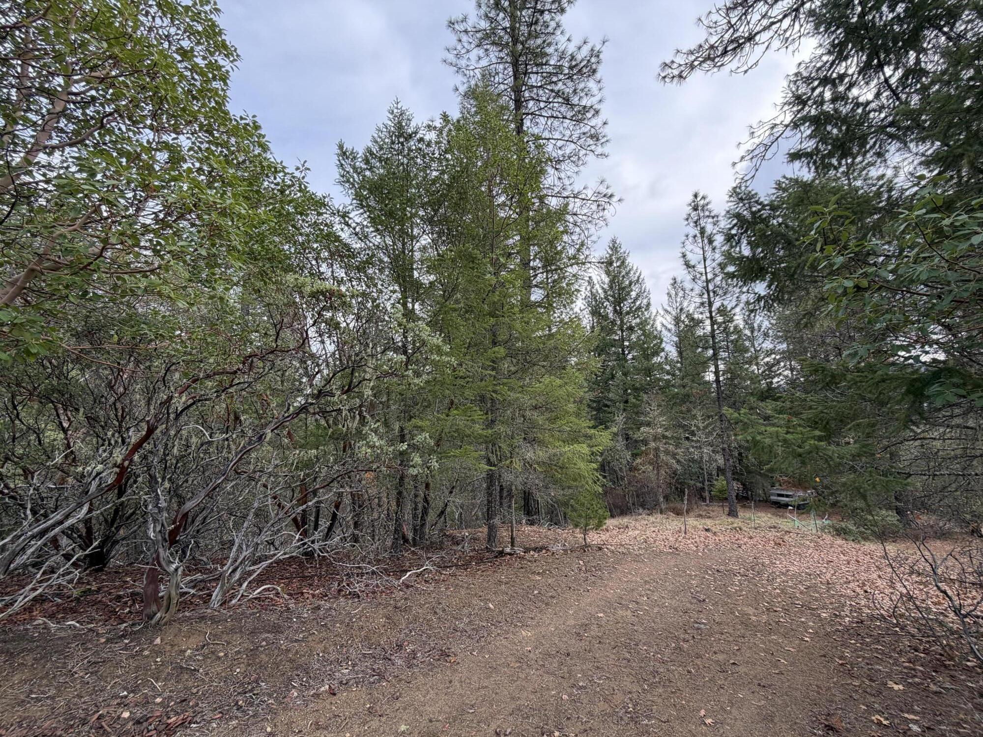 Wooded vacant lot with a dirt clearing surrounded by dense trees.