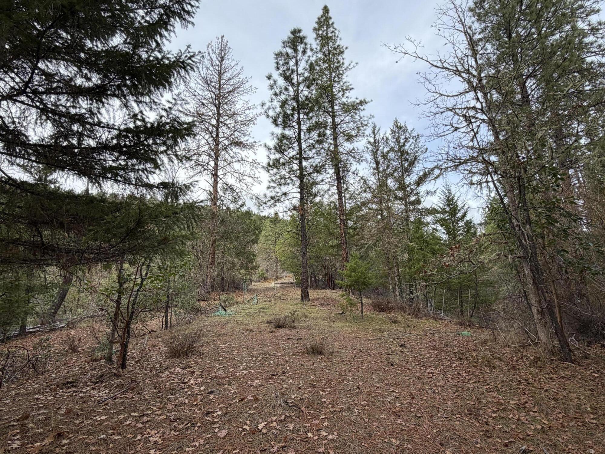Wooded vacant land with a leaf-covered clearing surrounded by tall pine trees.