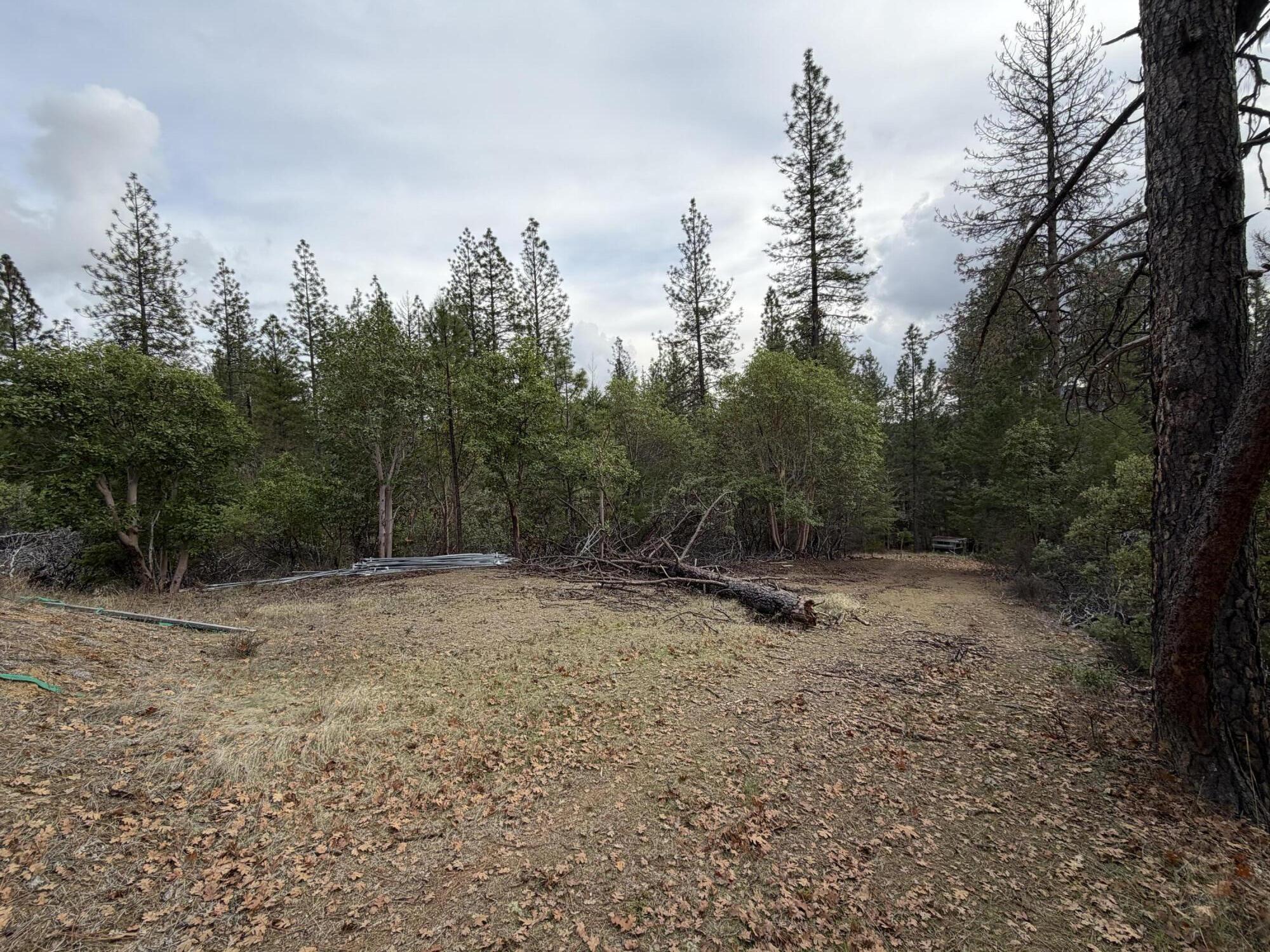 Wooded vacant lot with a broad leaf-covered clearing and a fallen tree.