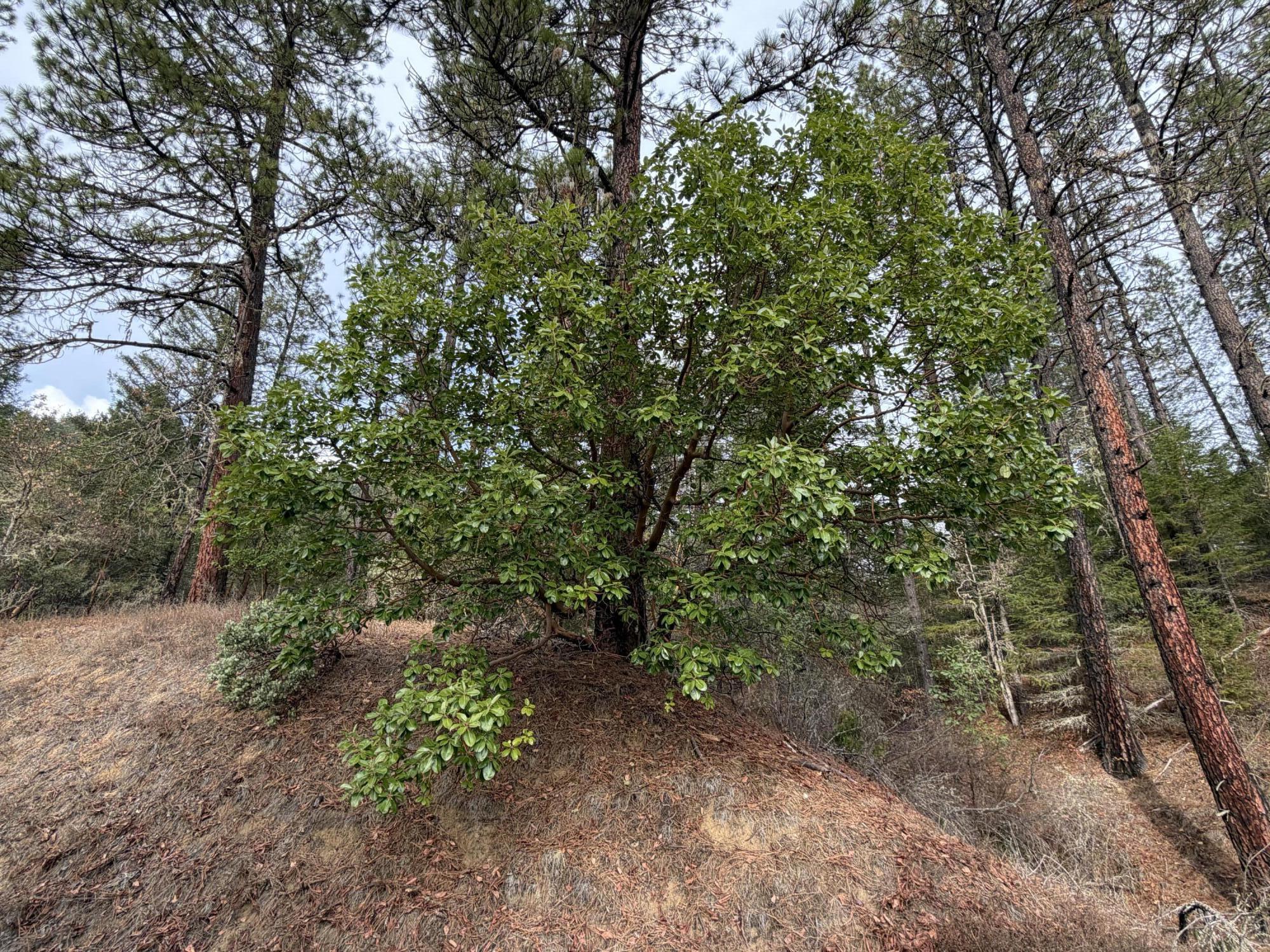Wooded vacant land with mature pines, dense shrubs, and a dry slope.