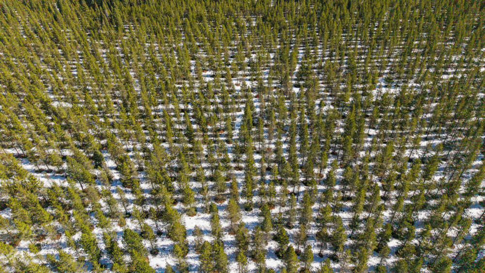 Clover Creek Rd Forestland