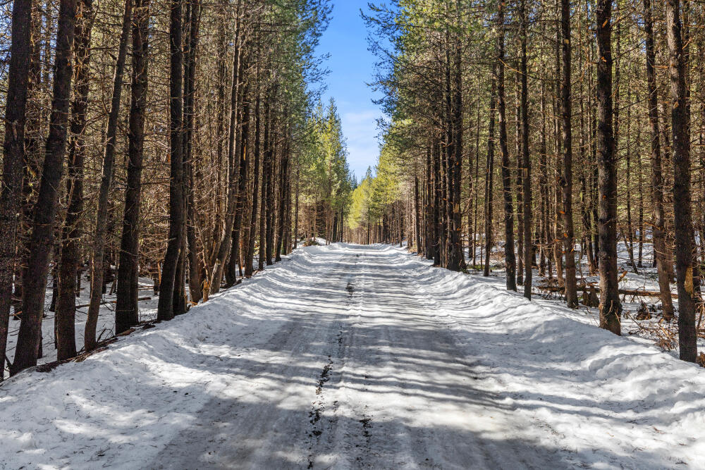 Clover Creek Rd Forestland