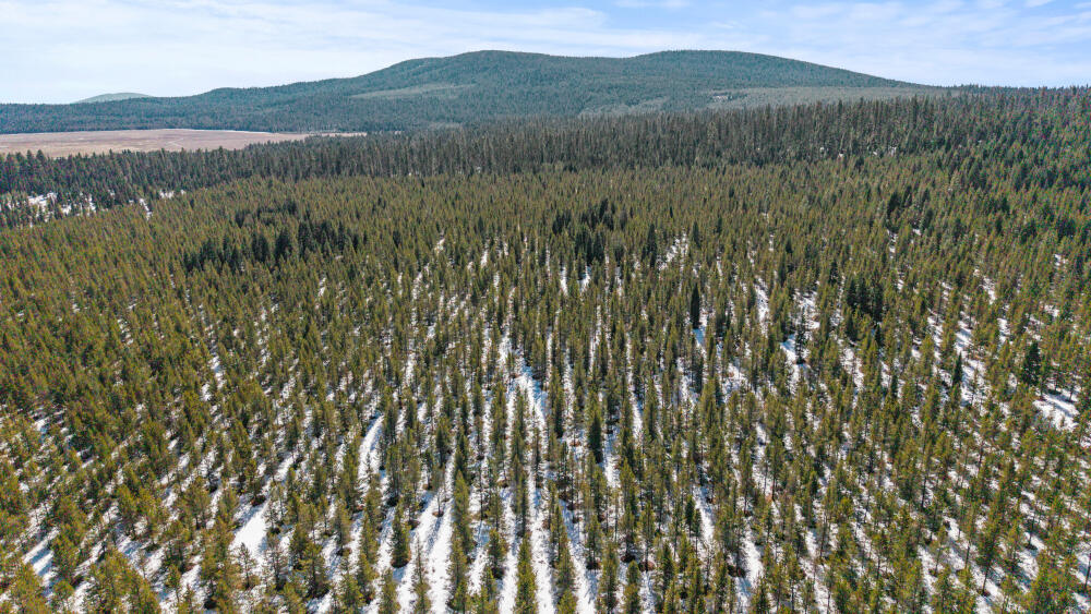 Clover Creek Rd Forestland