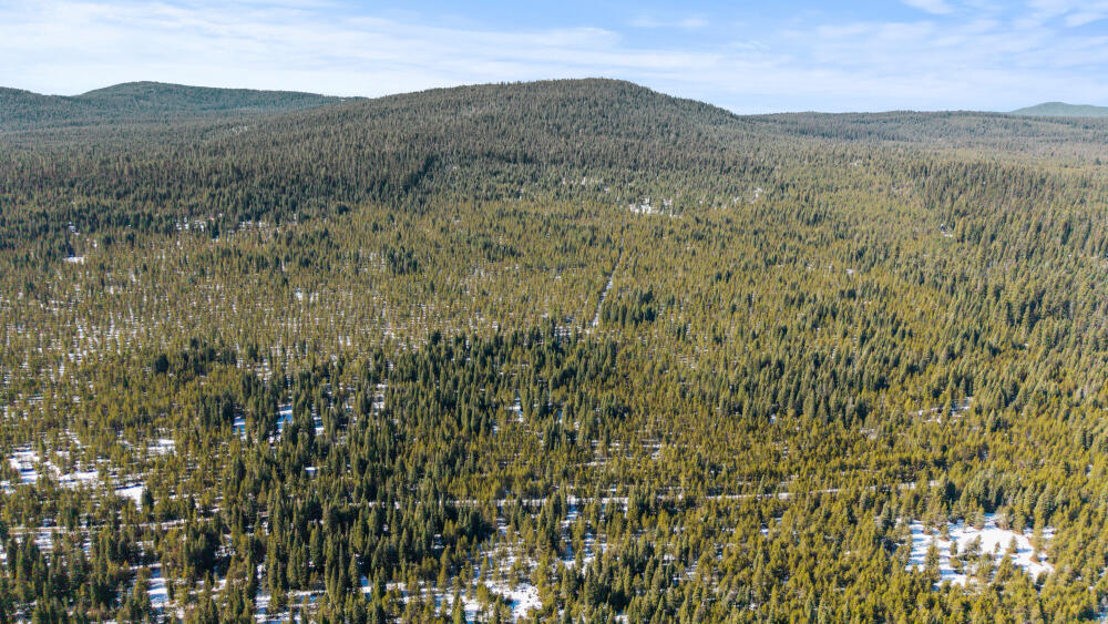 Clover Creek Rd Forestland