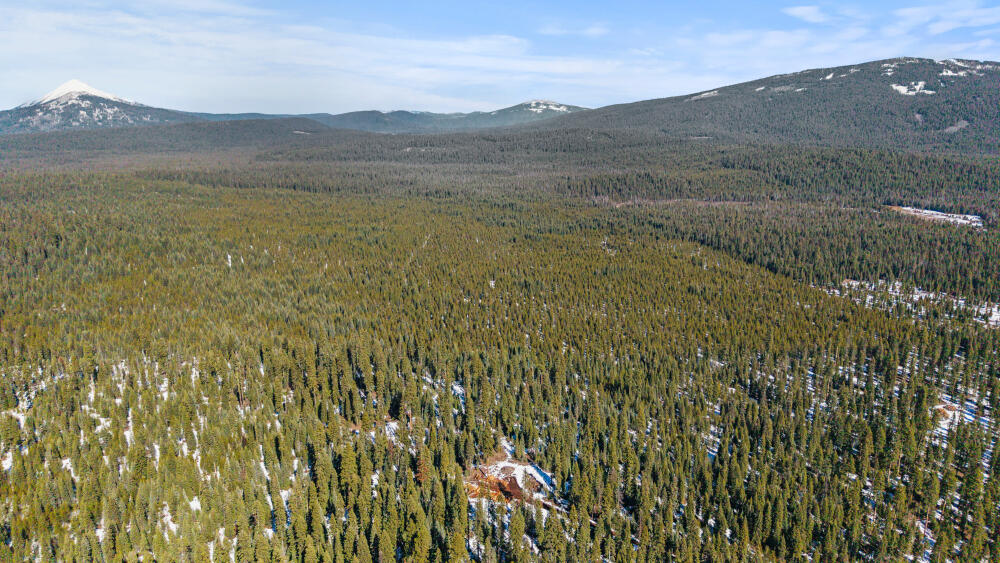 Clover Creek Rd Forestland
