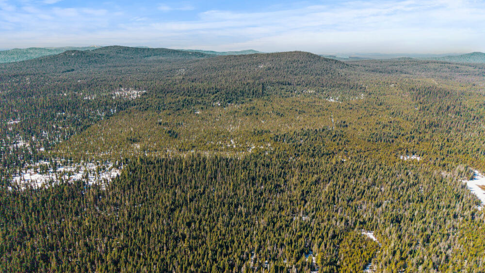 Clover Creek Rd Forestland