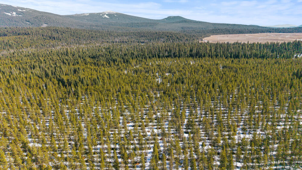 Clover Creek Rd Forestland