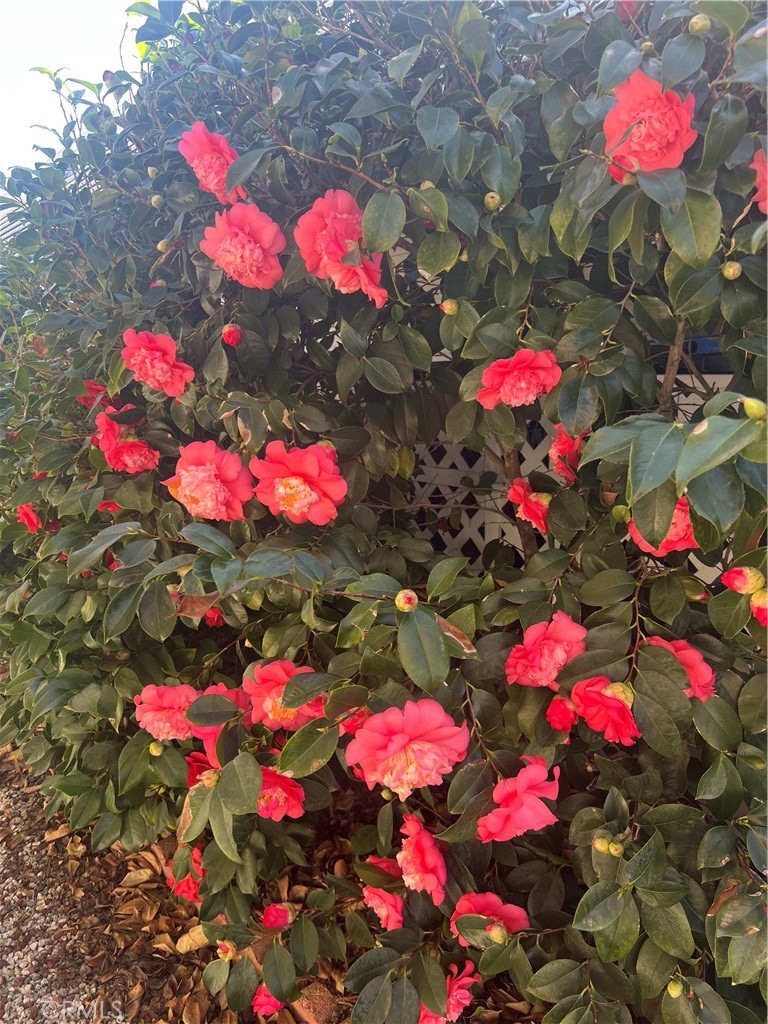 24600 Mountain Avenue