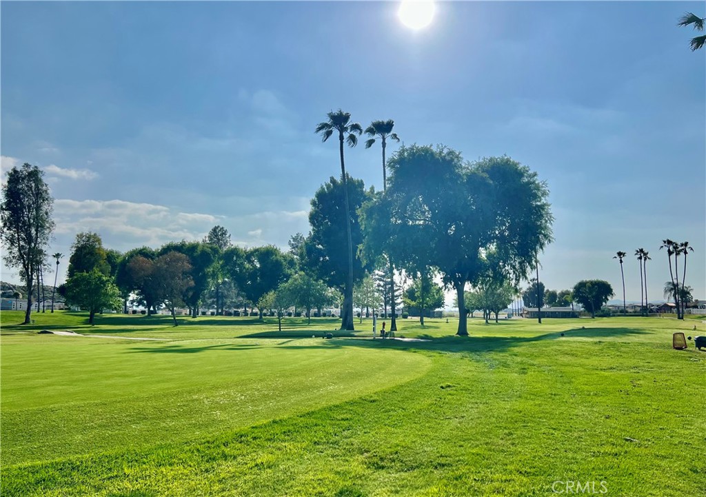 30615 Arenga Palm