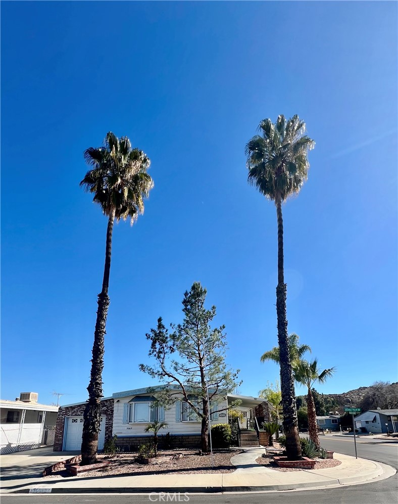 30615 Arenga Palm