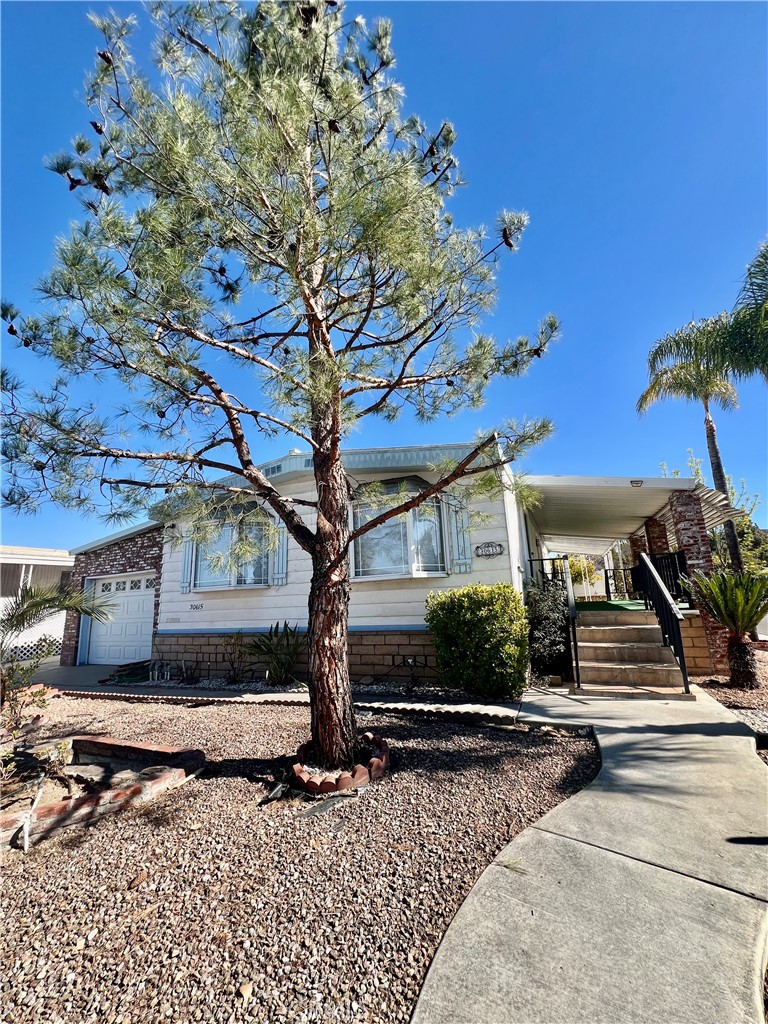 30615 Arenga Palm