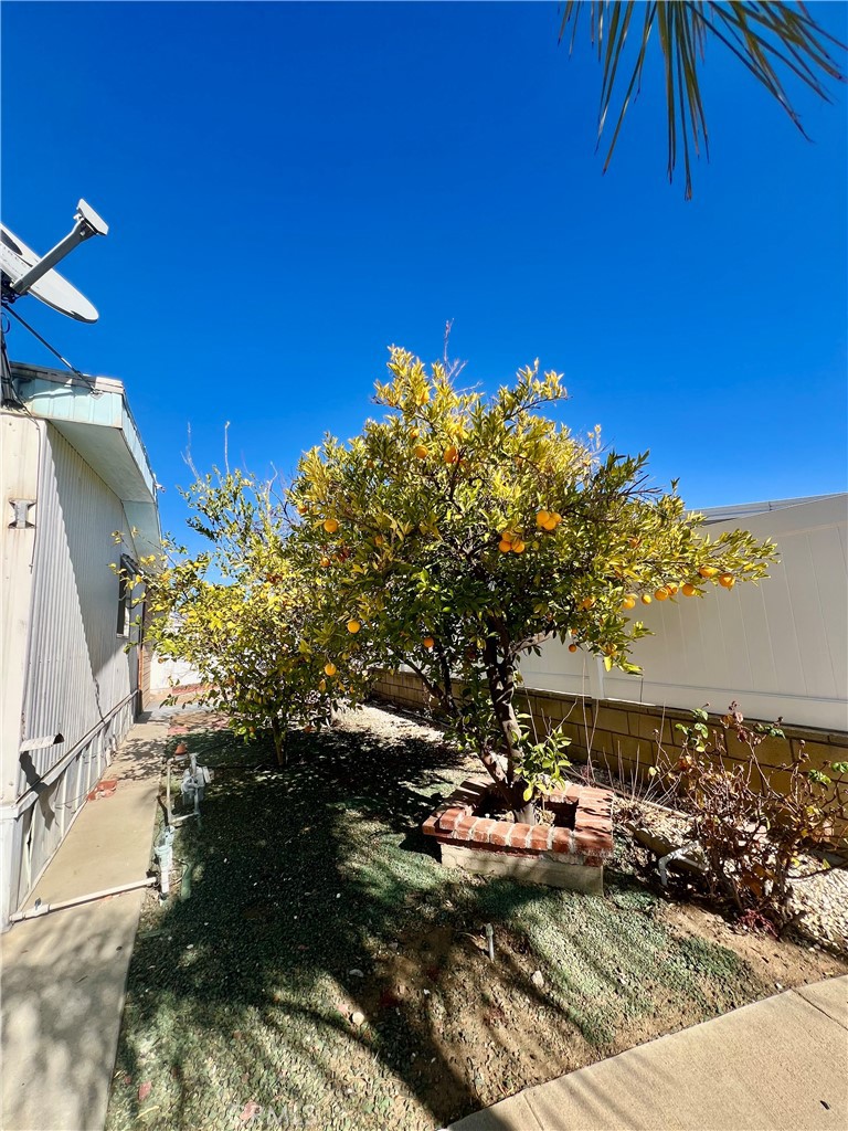 30615 Arenga Palm