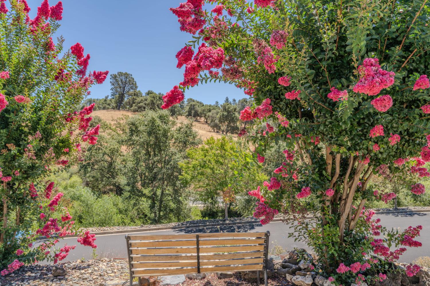 Roadside bench framed by pink crepe myrtles, facing a tree-dotted hillside.