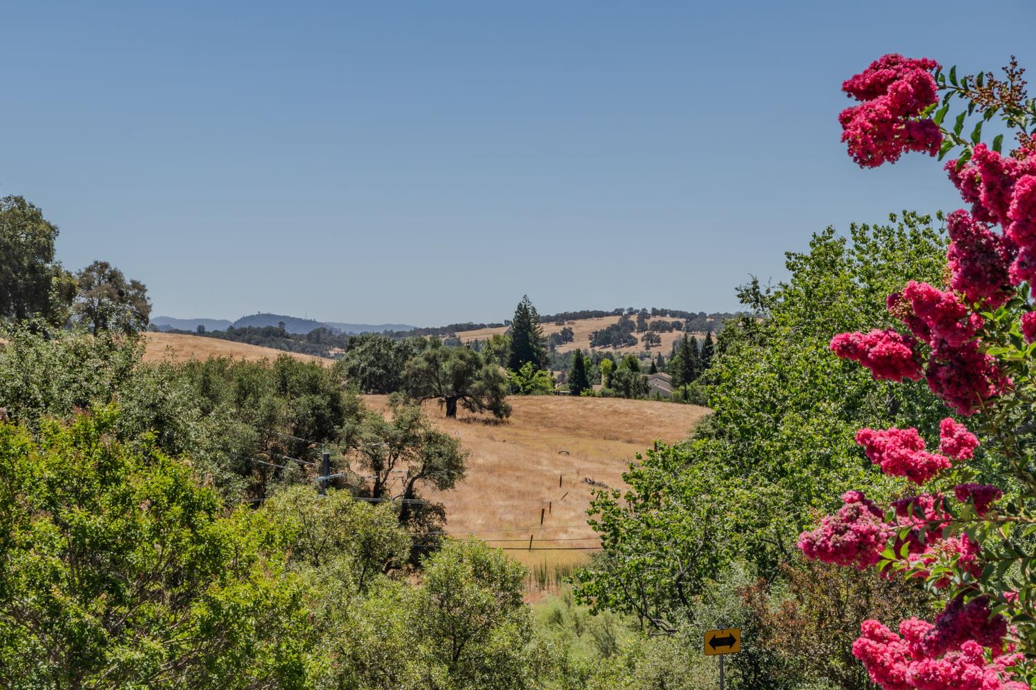 Rolling golden hills and fields framed by trees and bright pink flowers.