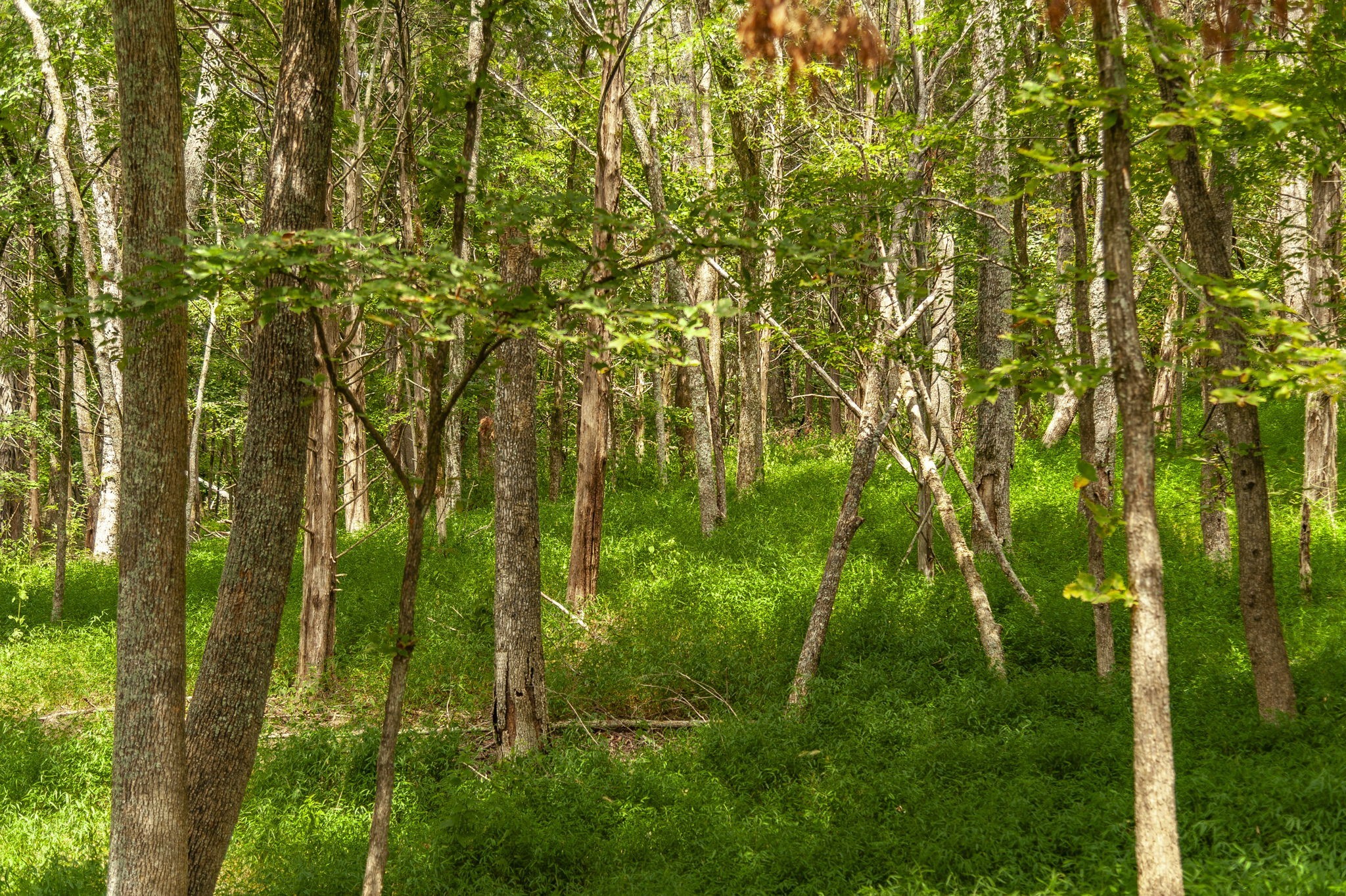1311 Deer Run