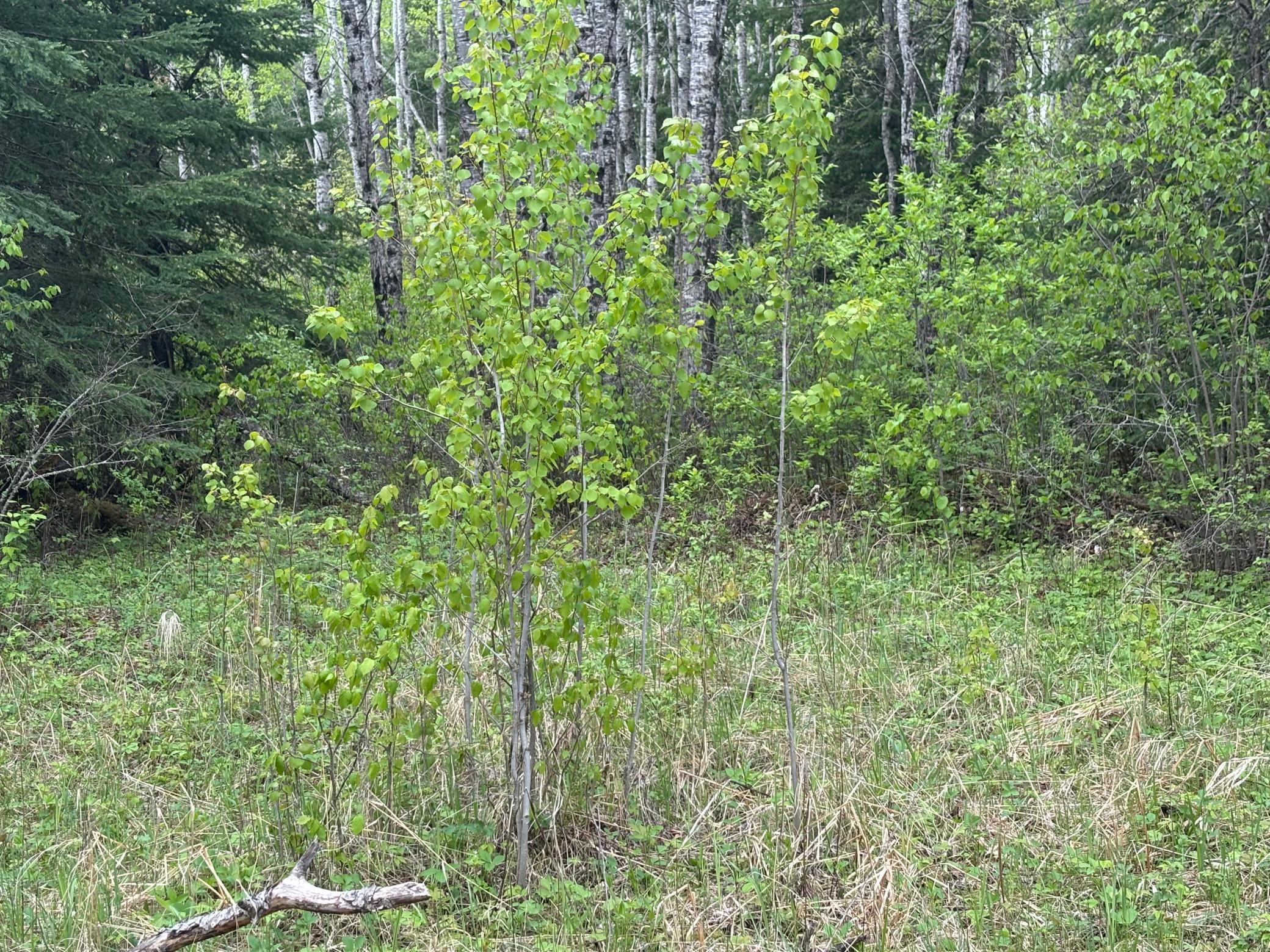 32241 State Highway 1