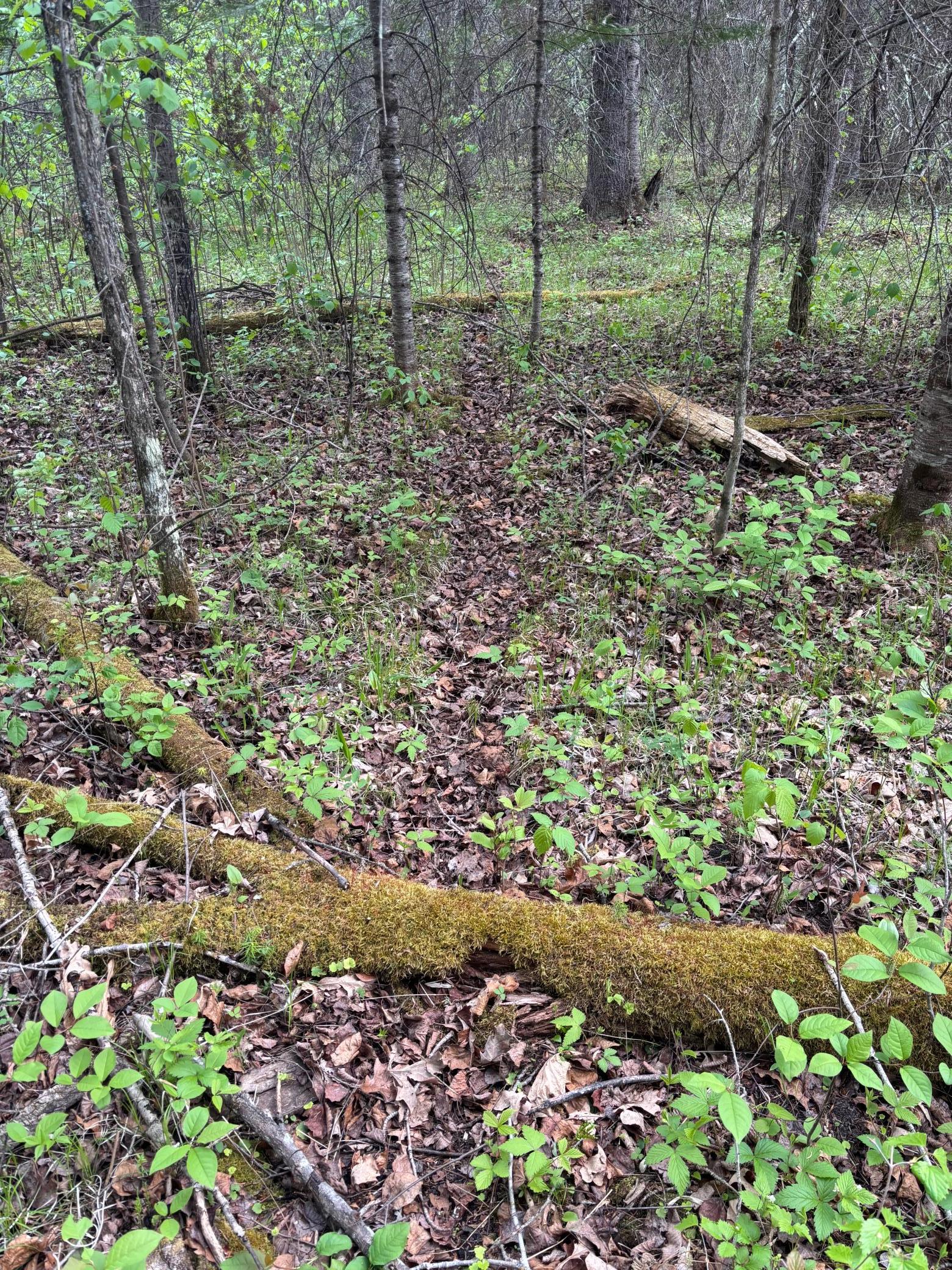 32241 State Highway 1