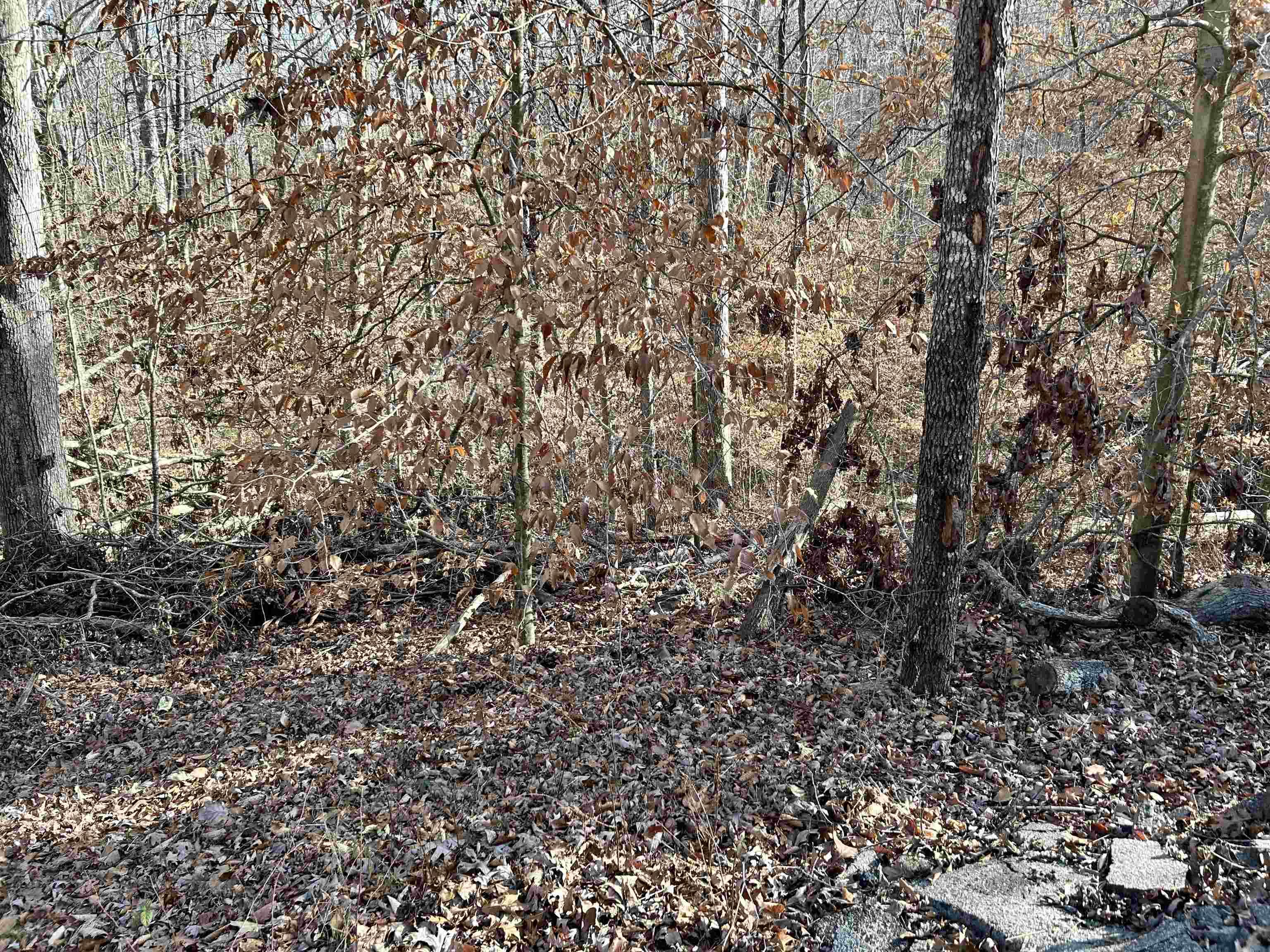 00 Sutton Cove Court