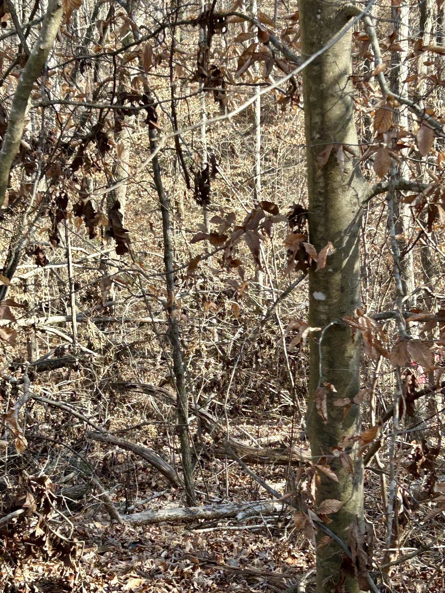 00 Sutton Cove Court