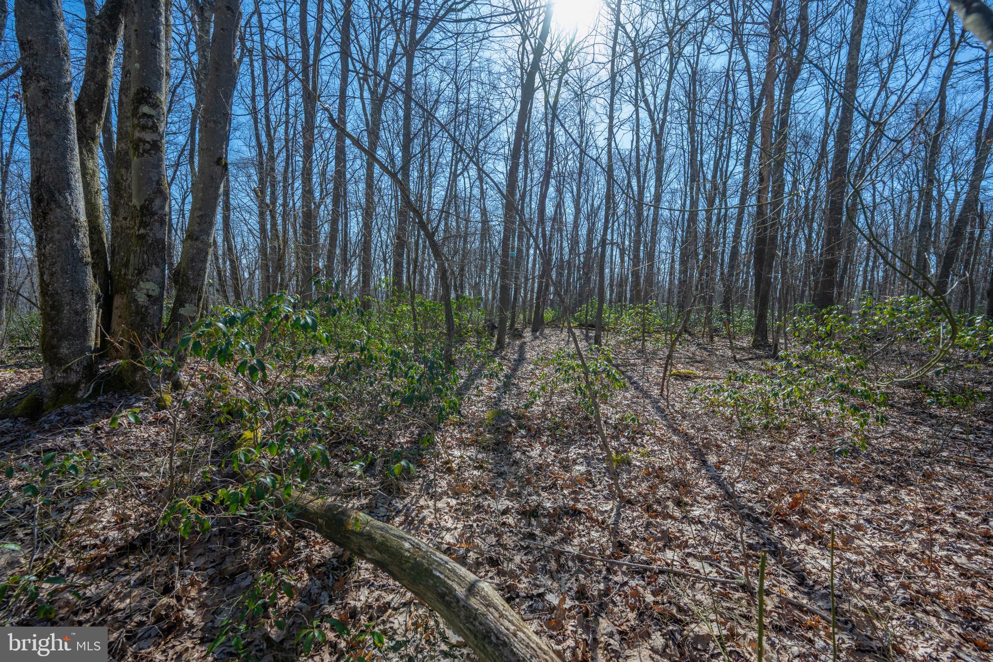 Lot 14 Dogwood Dr