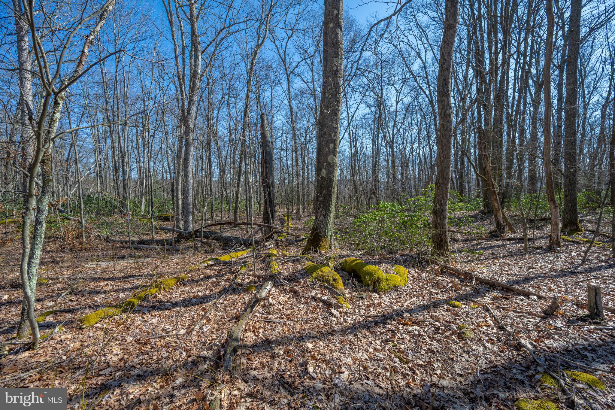 Lot 14 Dogwood Dr
