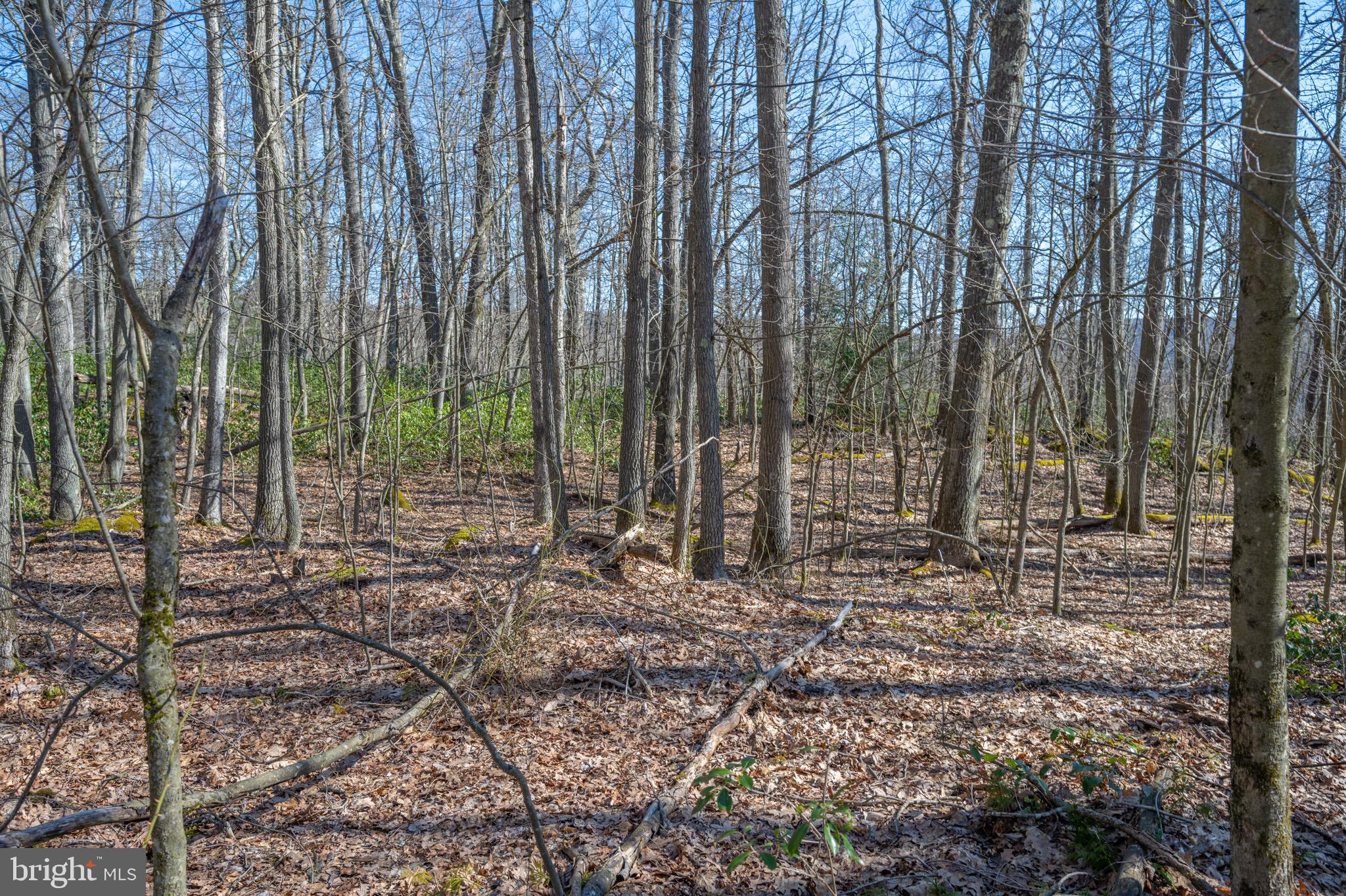 Lot 14 Dogwood Dr