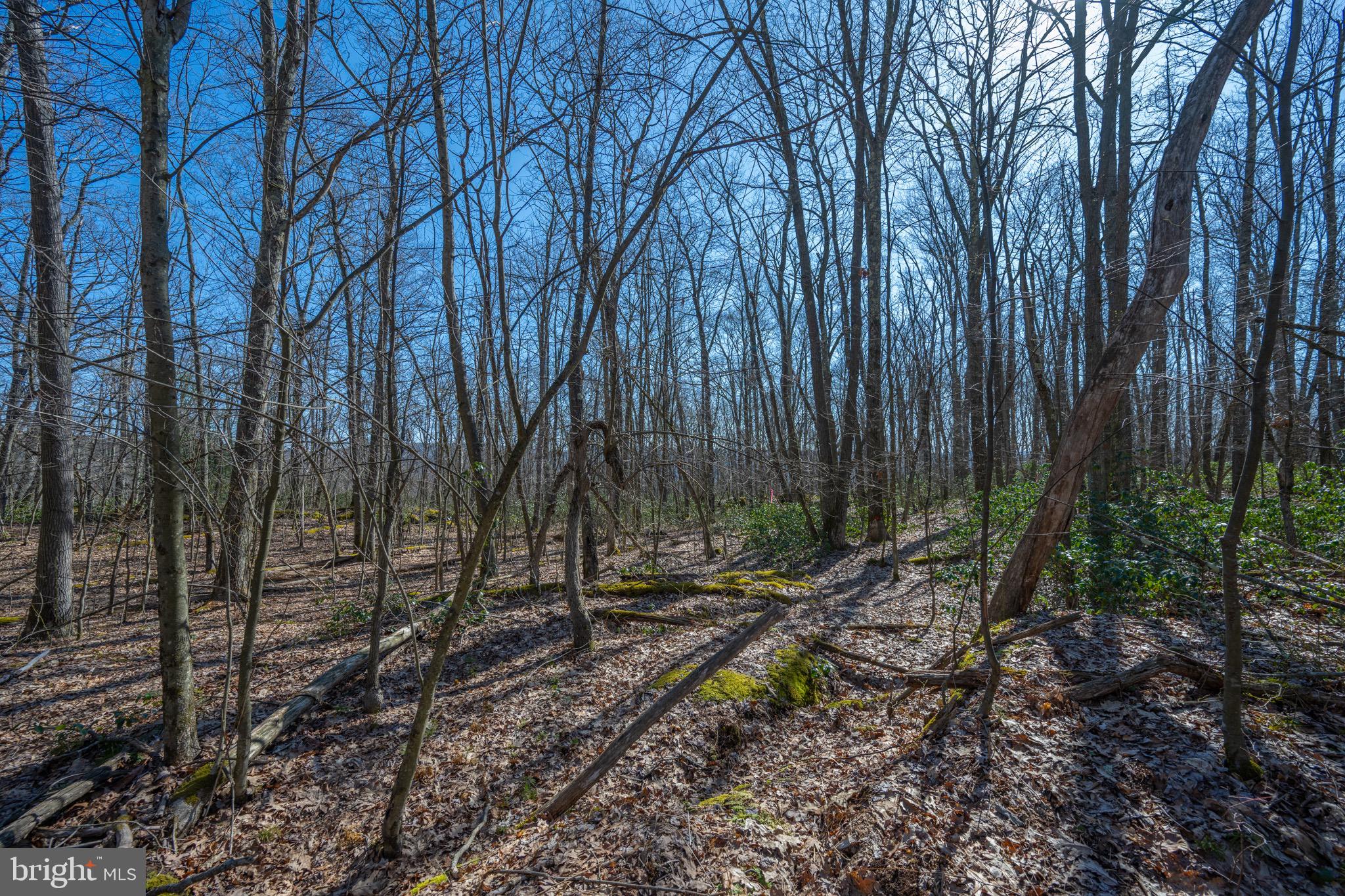 Lot 14 Dogwood Dr
