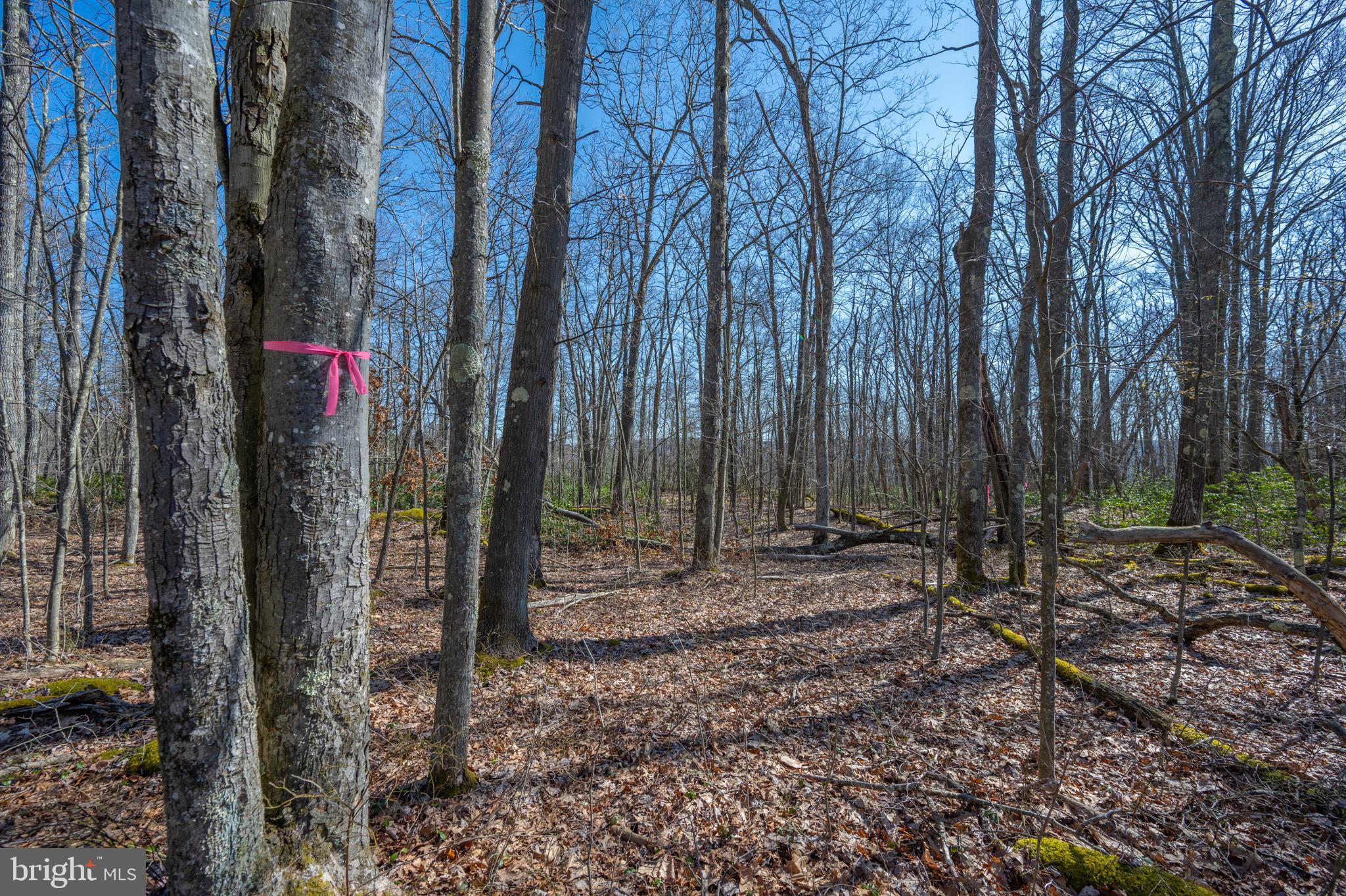 Lot 14 Dogwood Dr