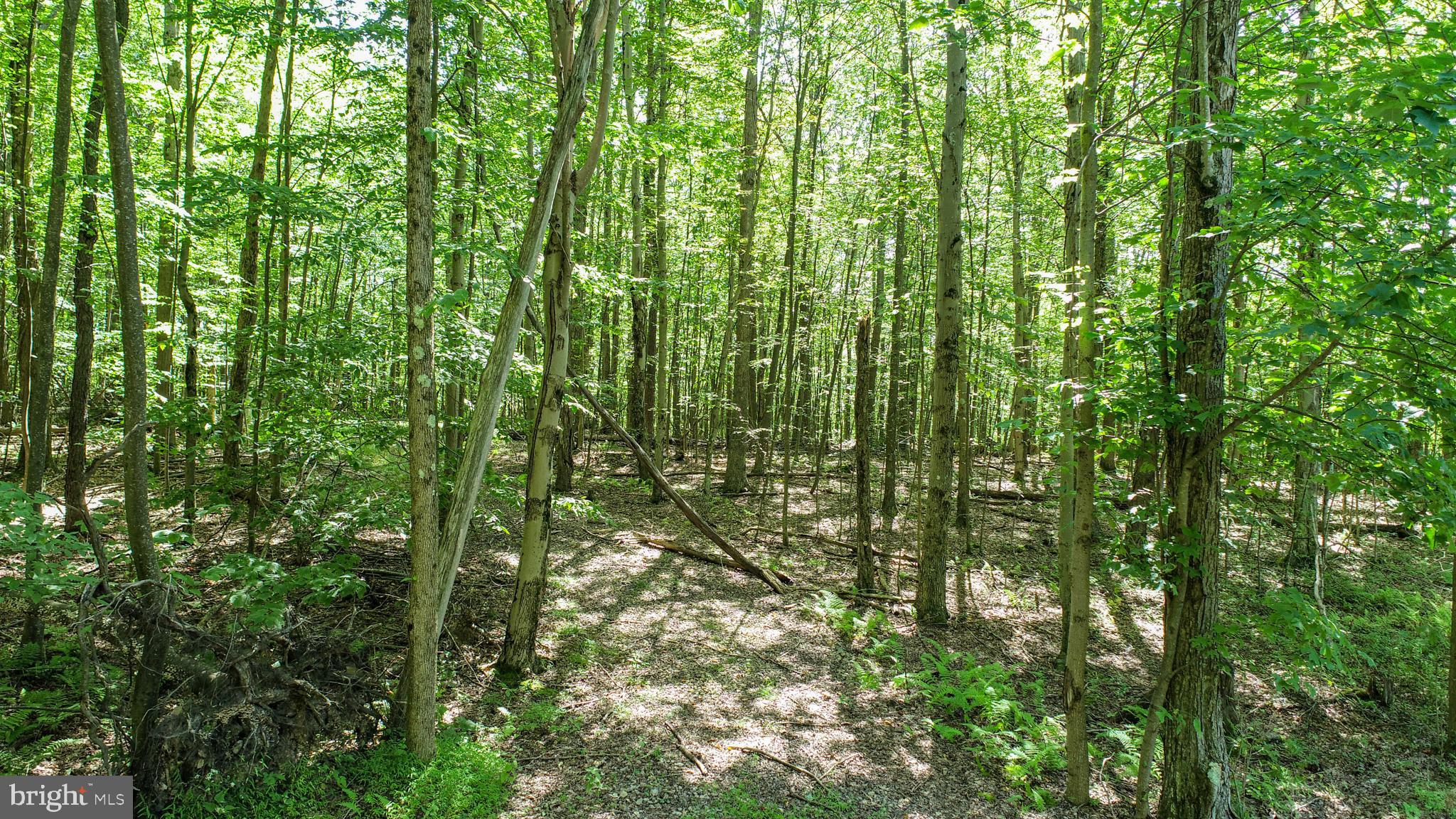 Lot 11 TURKEY RUN ROAD