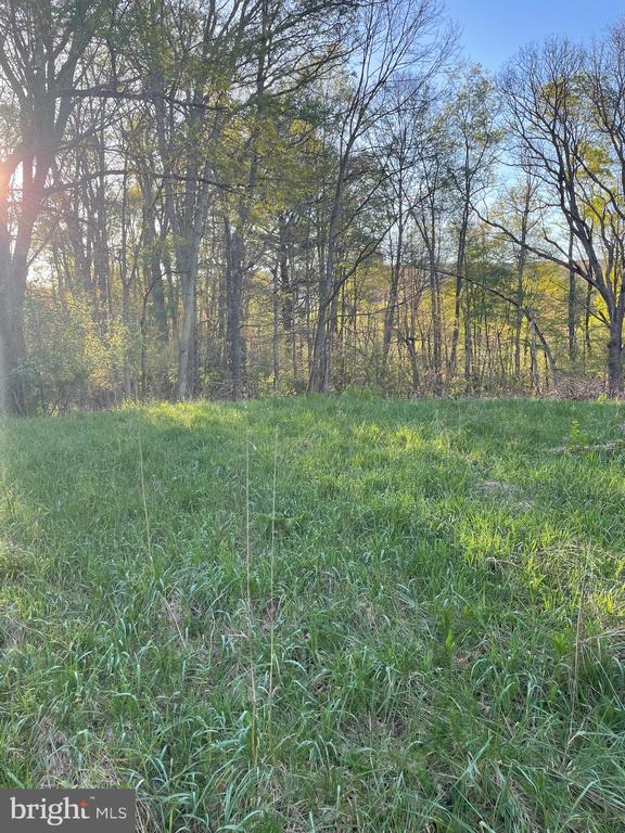 Grassy clearing bordered by tall, lightly leafed trees.