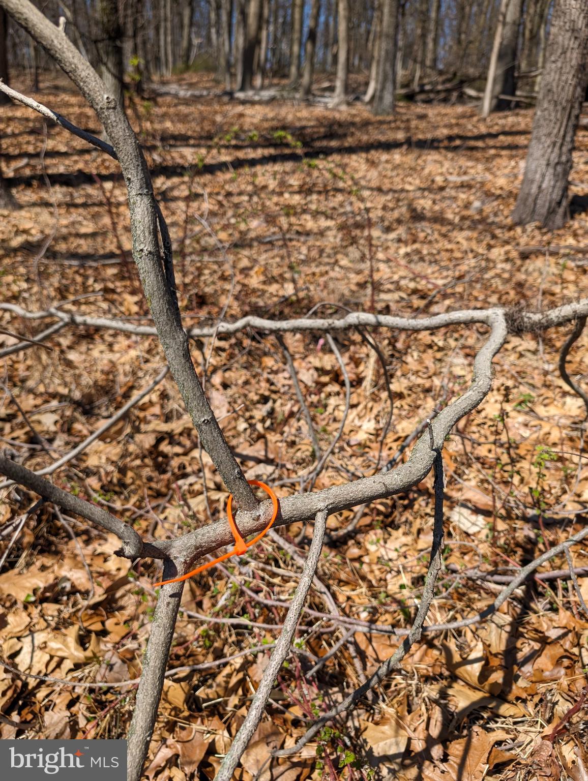 Lots 1 & 2 Hilltop Rd