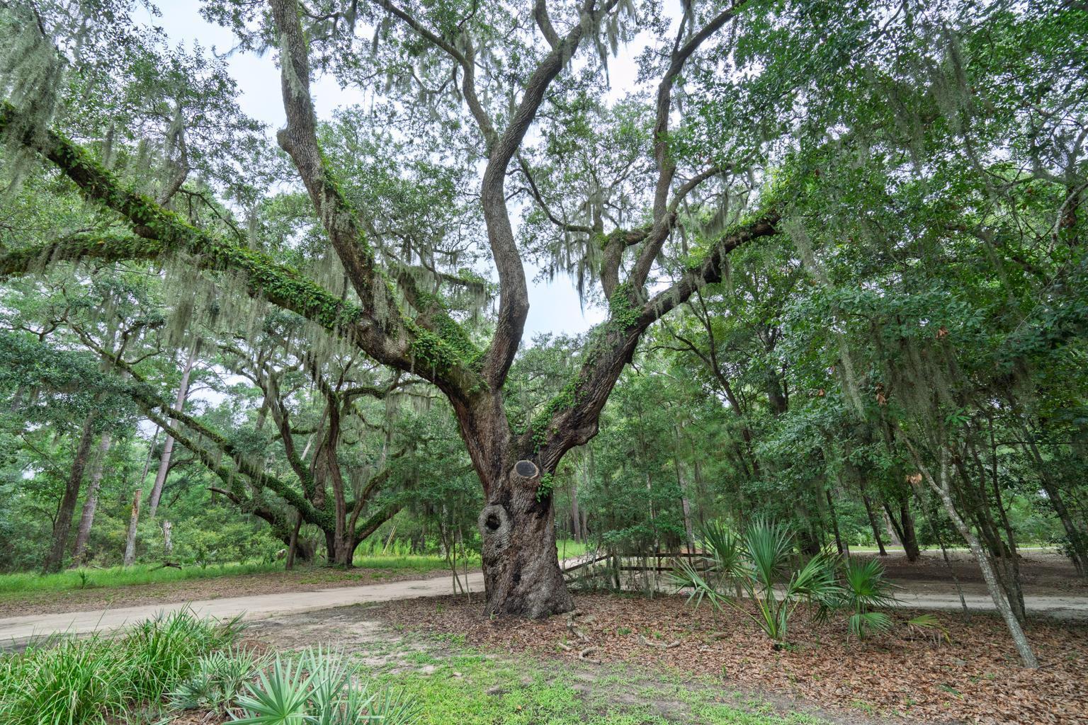 520 Palmetto Pointe Road