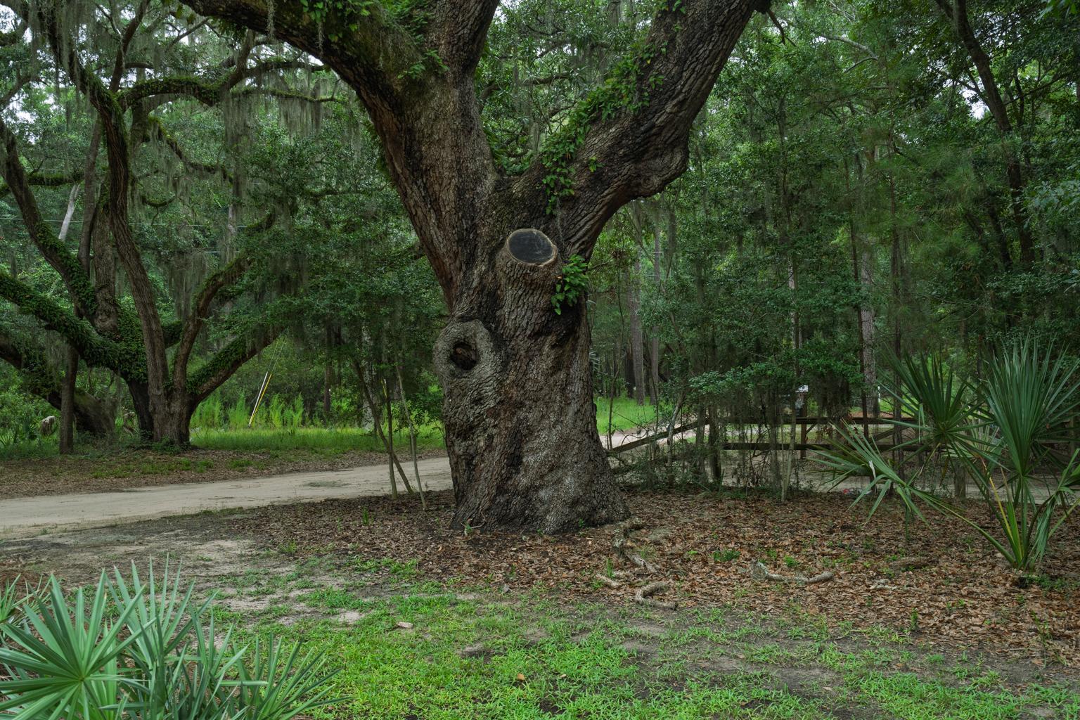 520 Palmetto Pointe Road