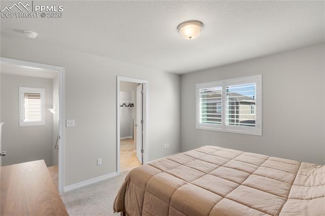 7408 Rufous Fronted View