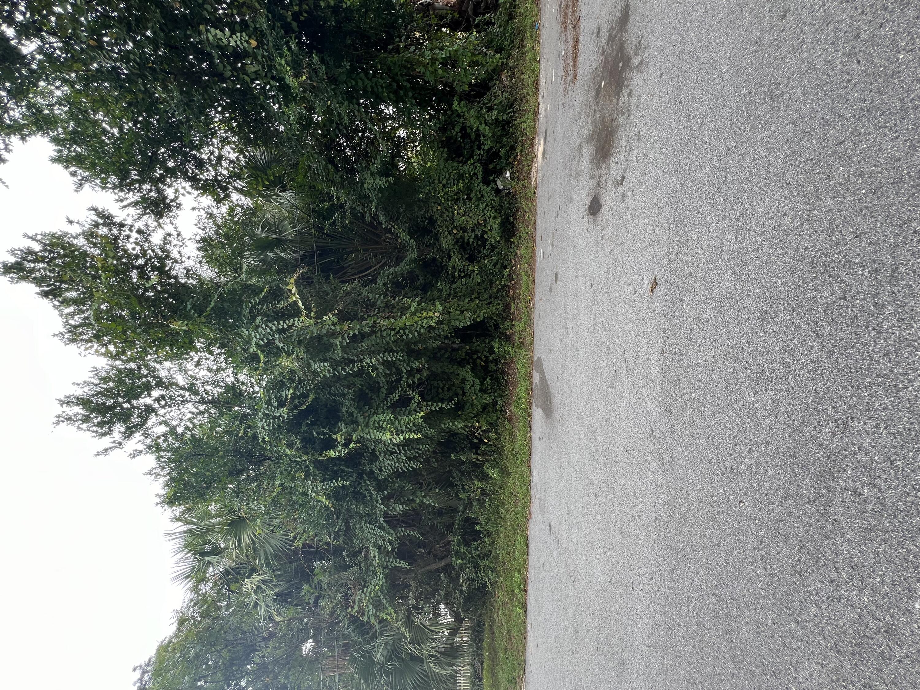 Overgrown, tree-lined property frontage beside a paved road.