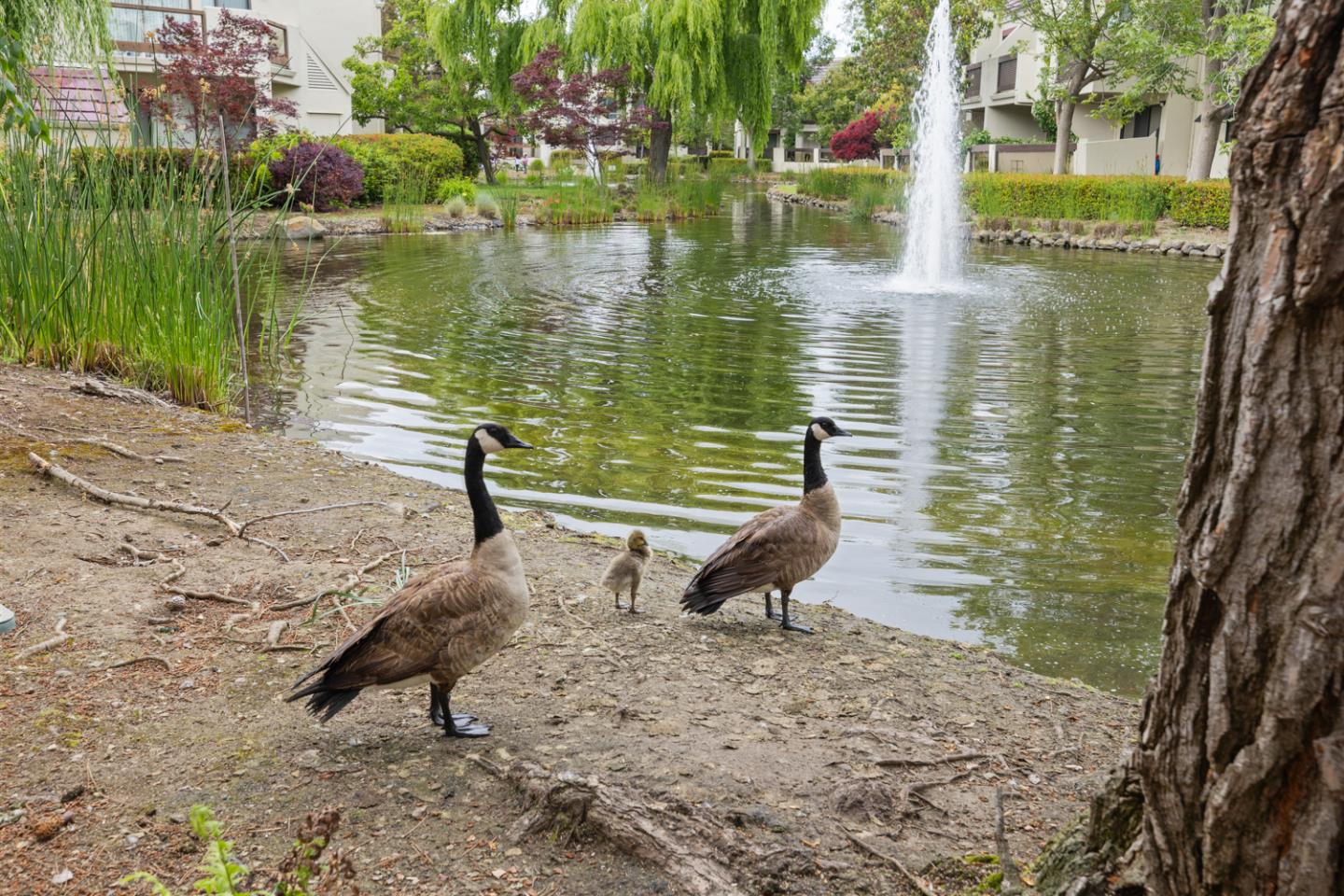 127 Shorebird Circle
