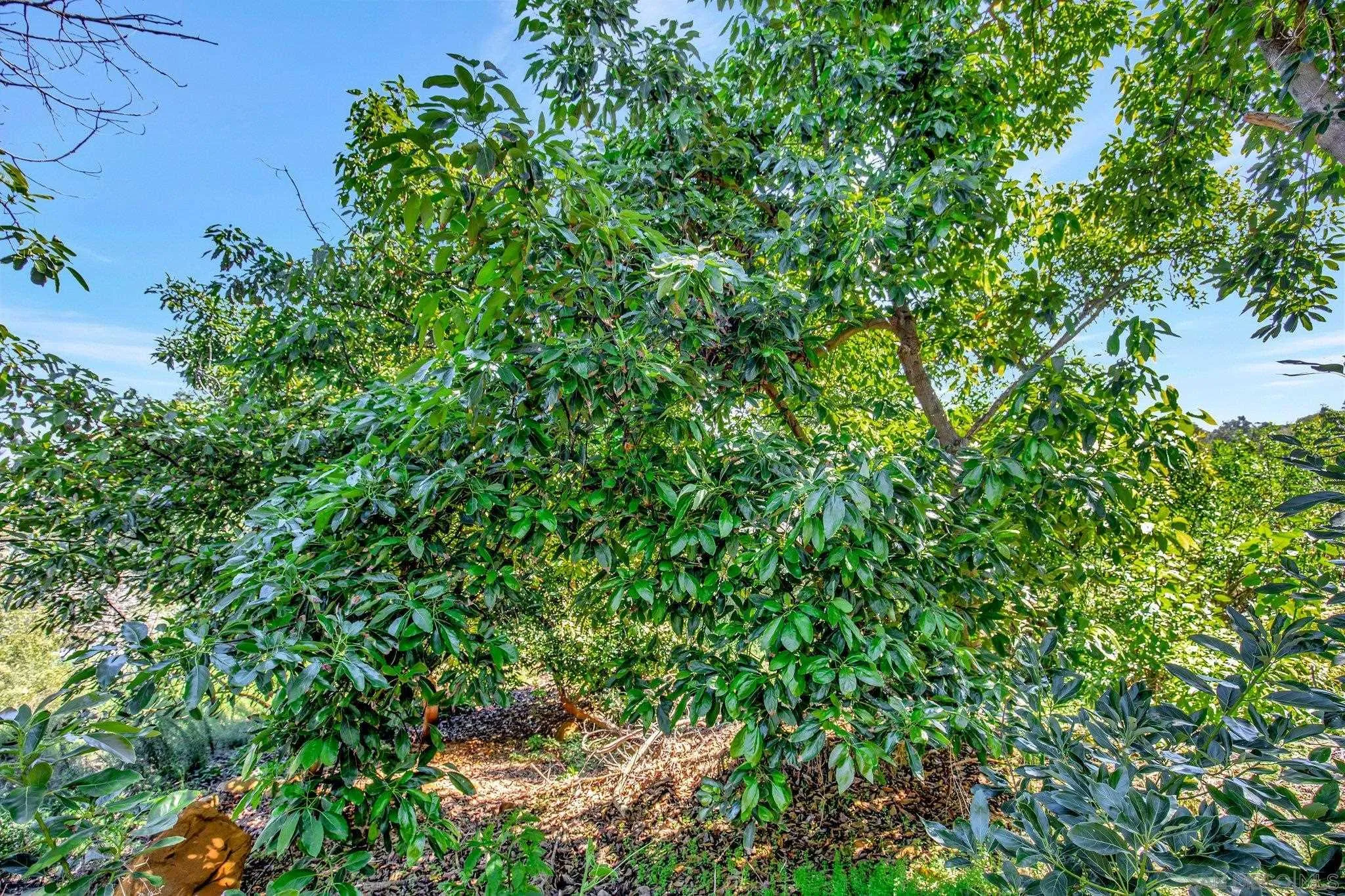 12451 Mirar De Valle