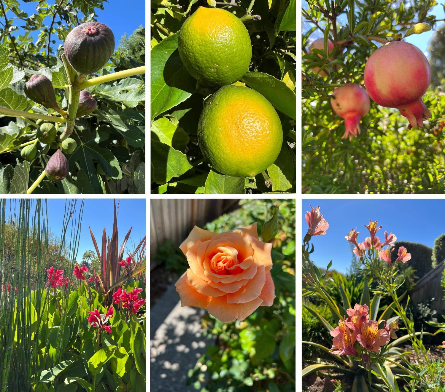 2029 Falcon Ridge Dr