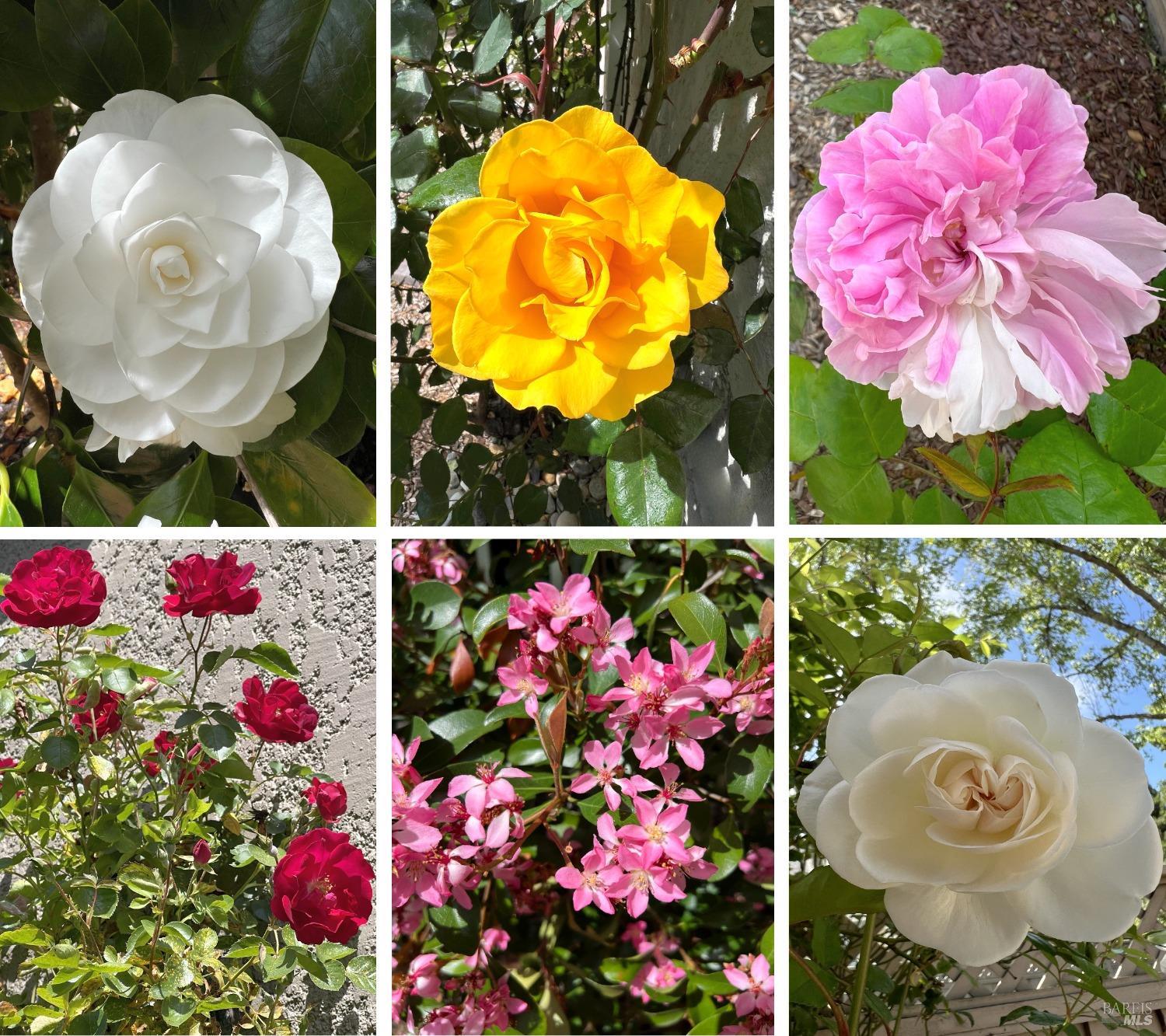 1903 Falcon Ridge Dr