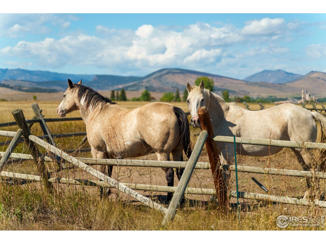 5336 Caribou Springs Trl