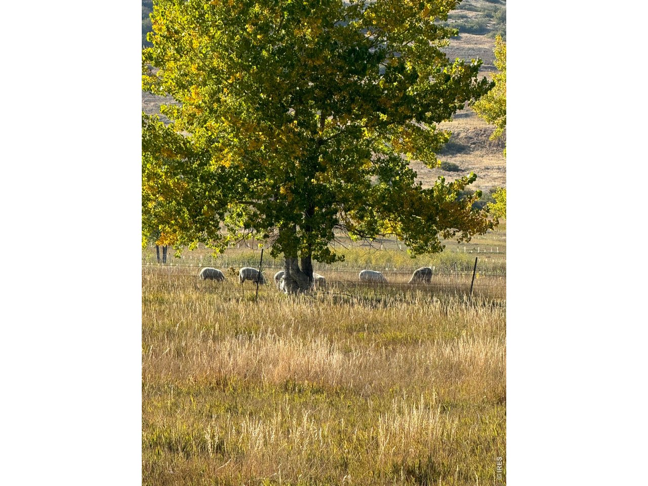 11534 Eagle Springs Trl